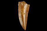 Serrated, Raptor Tooth - Real Dinosaur Tooth #124878-1